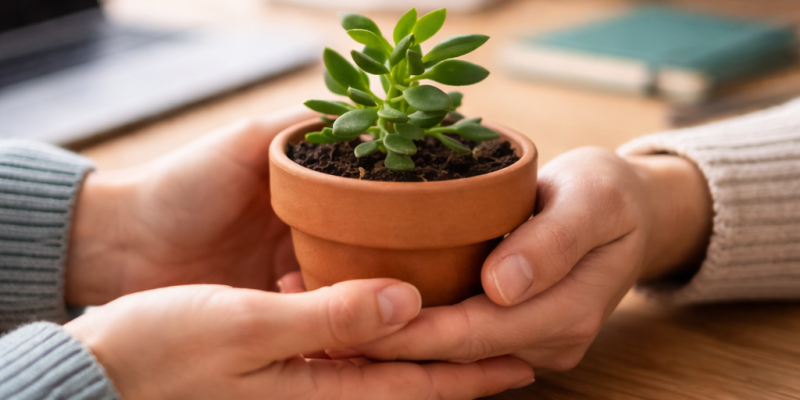 Apoyo a emprendedores y pymes​